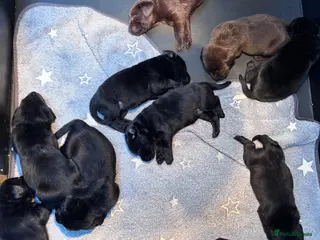 Labrador Retriever dogs True Show Line Chunky Labrador Puppies - Advert 2