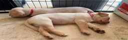 Labrador Retriever dogs for sale: LAST TWO GOLDEN FEMALE LABRADOR PUPPIES - Advert 10