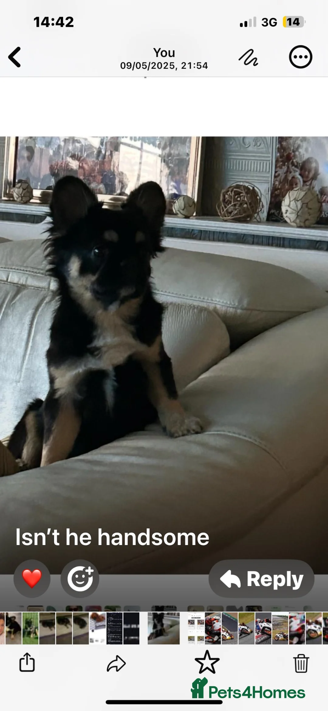 French Bulldog dogs for stud: DOG FOR. STUD ONLY - Advert 5