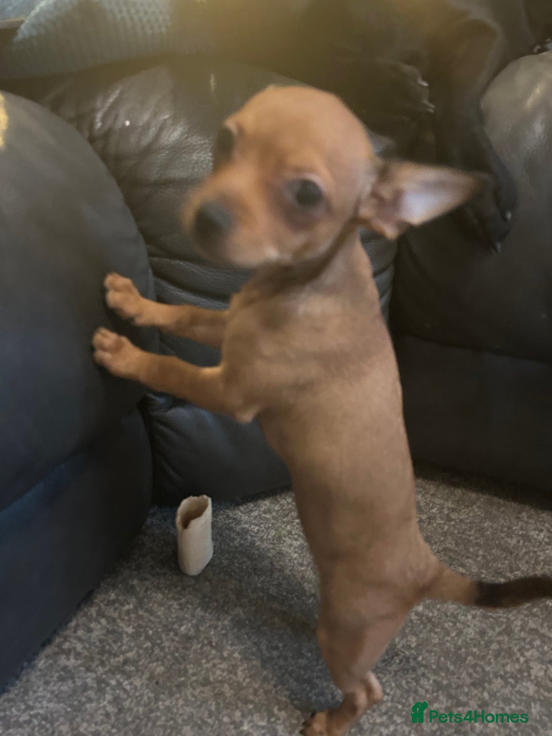 Mixed Breed dogs for sale: Beautiful female jackchi - Advert 2