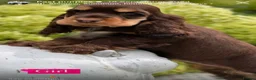 Cocker Spaniel dogs for sale: Stunning cocker spaniels in Doncaster - Advert 19