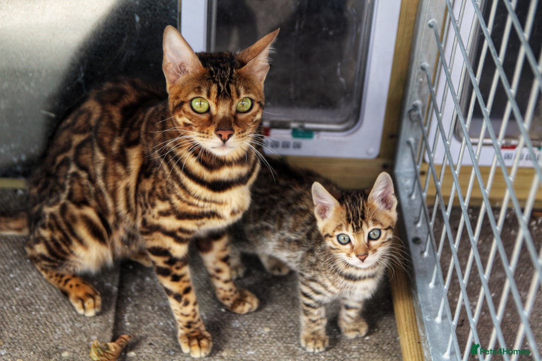 Bengal cats for sale: 🤎 WORLD CLASS BENGALS 🤎 - Advert 11