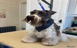Miniature Schnauzer dogs for stud: CHOCOLATE / WHITE MINIATURE SCHNAUZER AT STUD in Coventry - Image 9