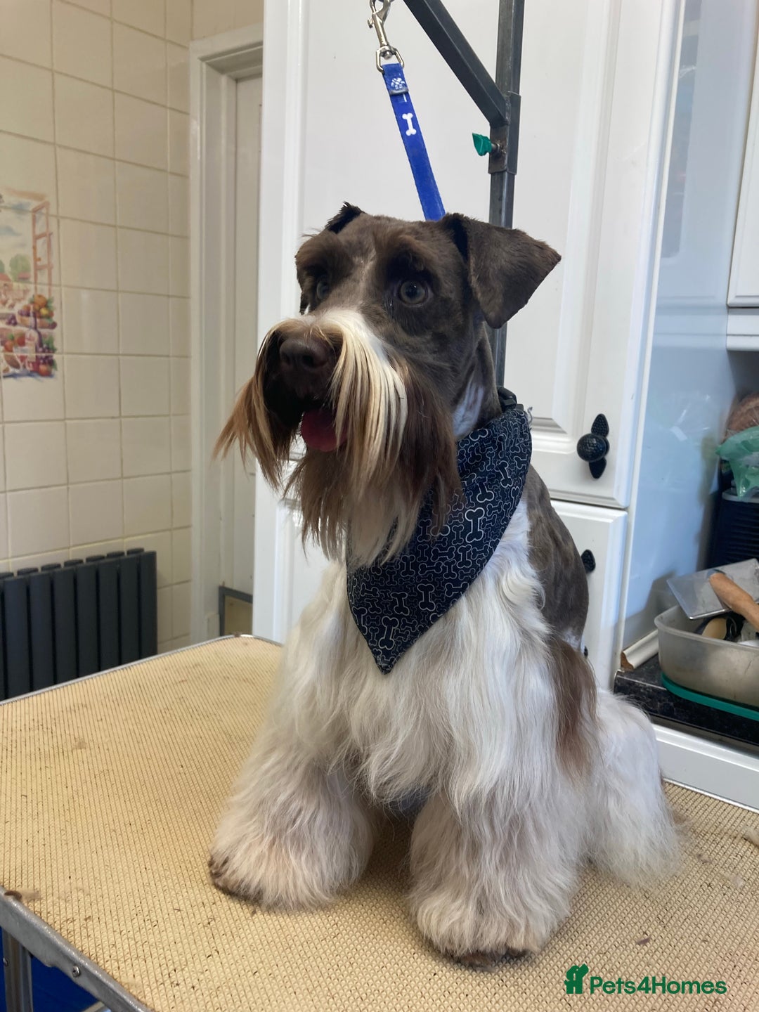 Miniature Schnauzer dogs for stud: CHOCOLATE / WHITE MINIATURE SCHNAUZER AT STUD in Coventry - Image 9