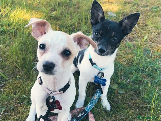 Mixed Breed dogs - Advert 9