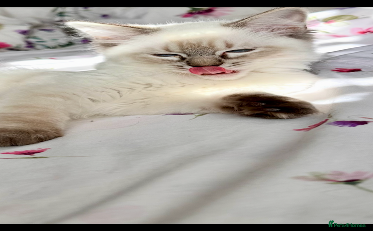 Ragdoll cats - Advert 4