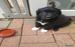 Mixed Breed dogs for sale: German Shepherd x collie - Image 14