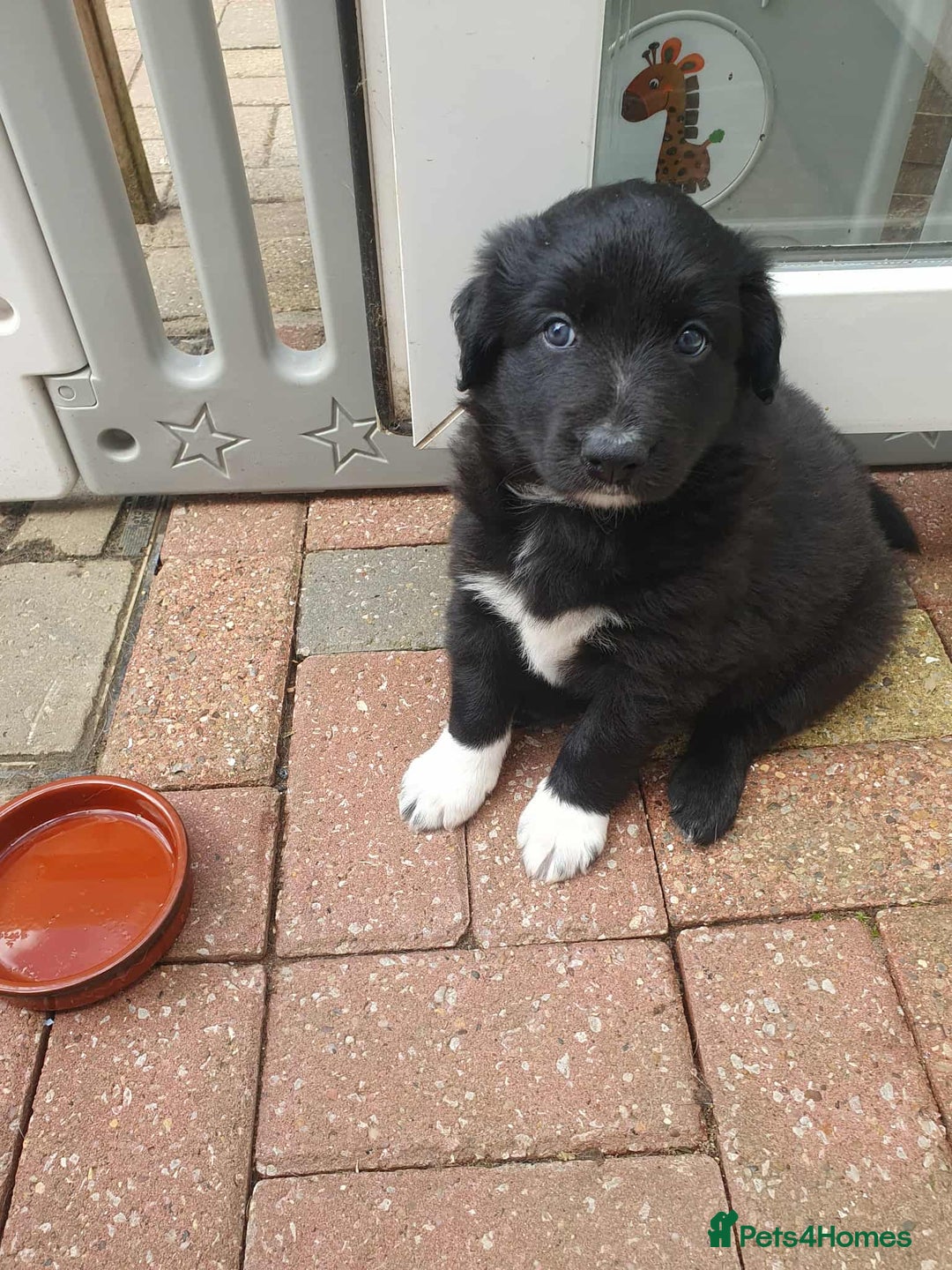 Mixed Breed dogs for sale: German Shepherd x collie - Image 14