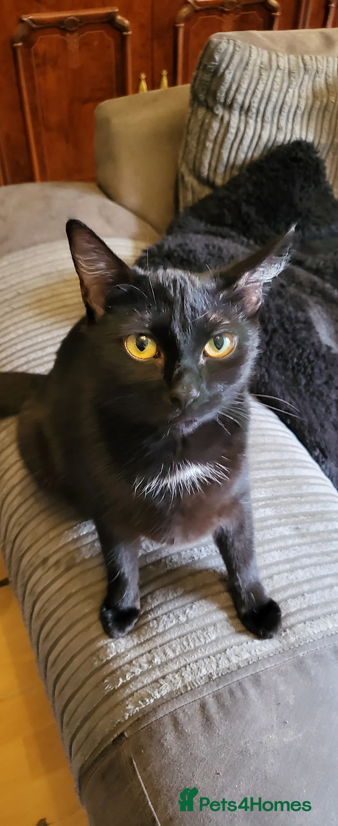 Mixed Breed cats for sale: 2 kittens for sale - Advert 3