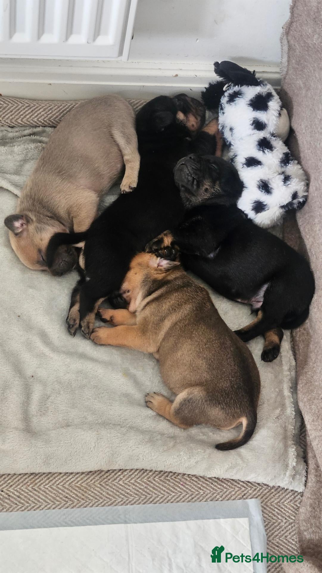 Mixed Breed dogs 🐾Frenchie-pei puppy's🐾 - Advert 10
