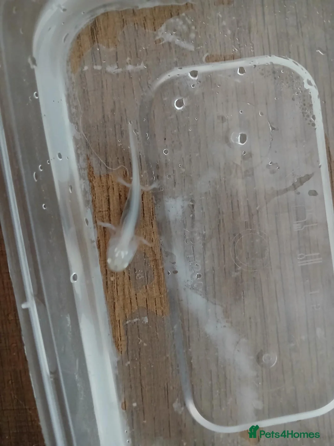Axolotl reptiles for sale: Axolotls 4 months old various colors - Advert 8