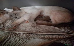 Oriental cats for sale: Oriental lilac Male kitten Gccf registered  - Image 2