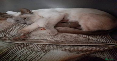 Oriental cats - Advert 13