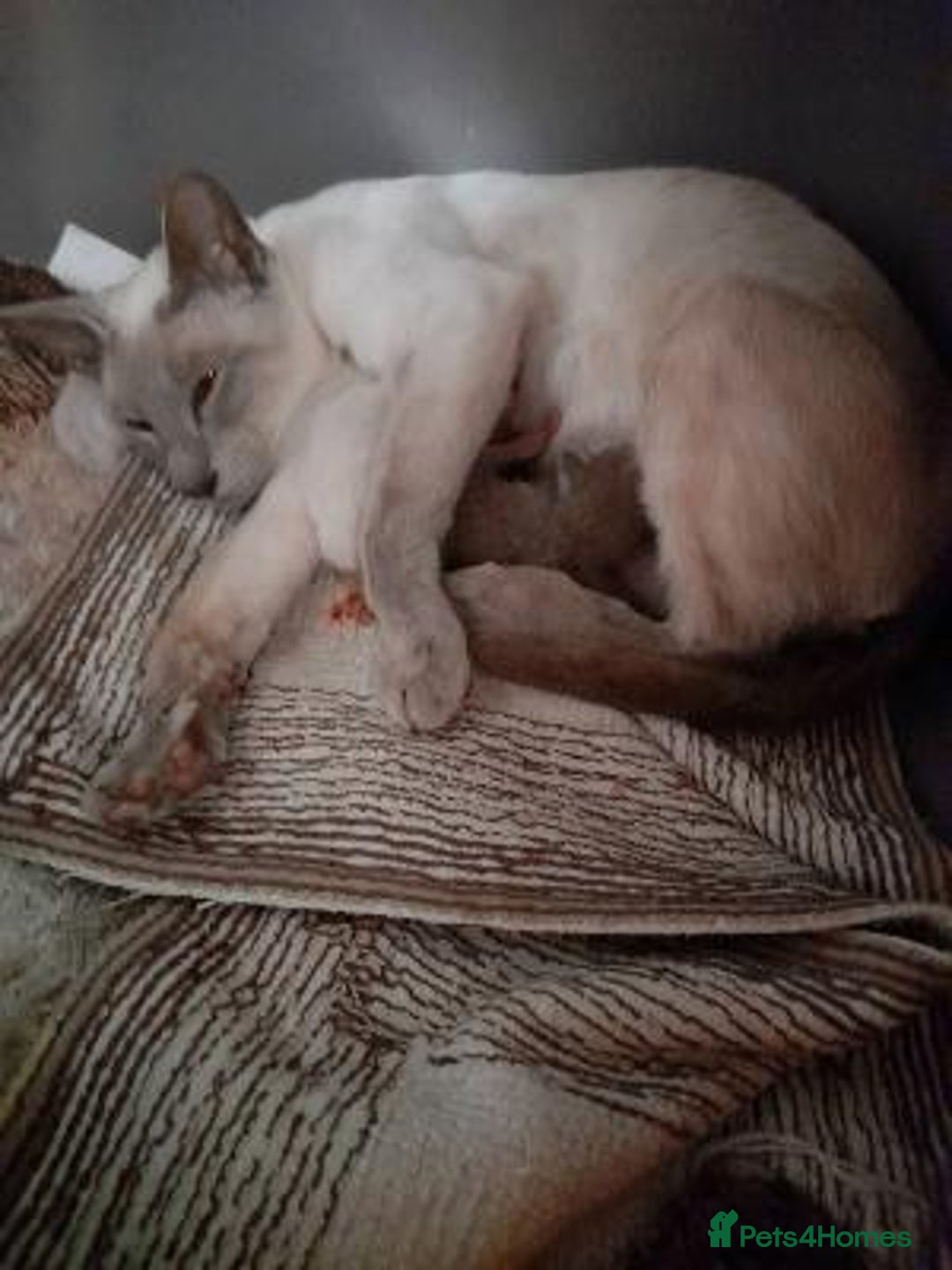 Oriental cats for sale: Oriental lilac Male kitten Gccf registered  - Image 2