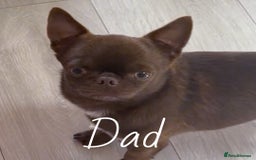 Chihuahua dogs for sale: KC REG HEALTH TESTED CHIHUAHUA BABIES - Image 7
