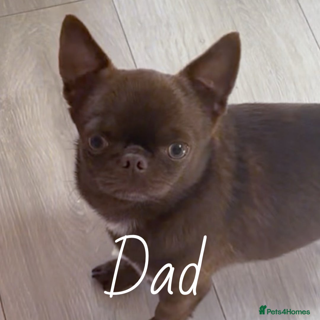 Chihuahua dogs for sale: KC REG HEALTH TESTED CHIHUAHUA BABIES - Image 7