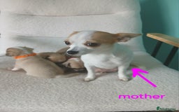 Chihuahua dogs for sale: I am looking for a loving home for my puppies - Image 6