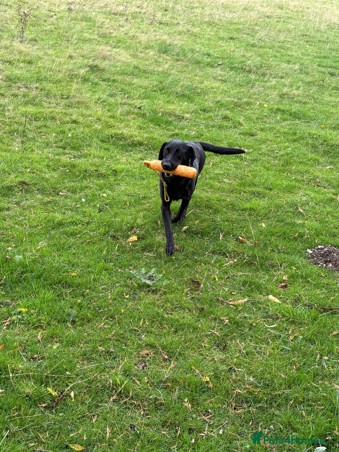 Labrador Retriever dogs for sale: Beautiful kennel club pups with impressive lines - Image 13