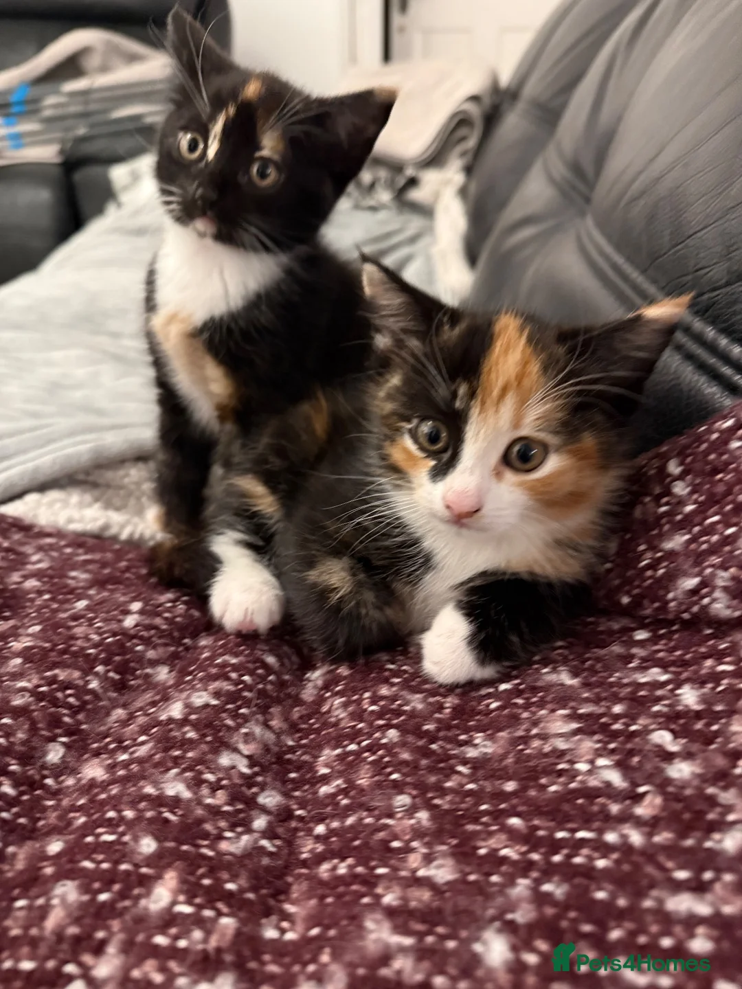 Mixed Breed cats for sale: Calico in Hounslow - Advert 6