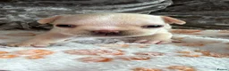 French Bulldog dogs for sale: Jnk Eastlnd - Advert 4