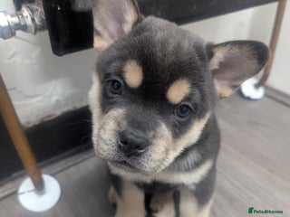 Mixed Breed dogs 6 Frow Frow puppies left! - Advert 4