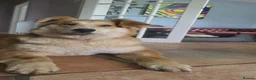Mixed Breed dogs for adoption: Charlotte - Smiley, Playful and Cheeky in Worcester - Advert 3