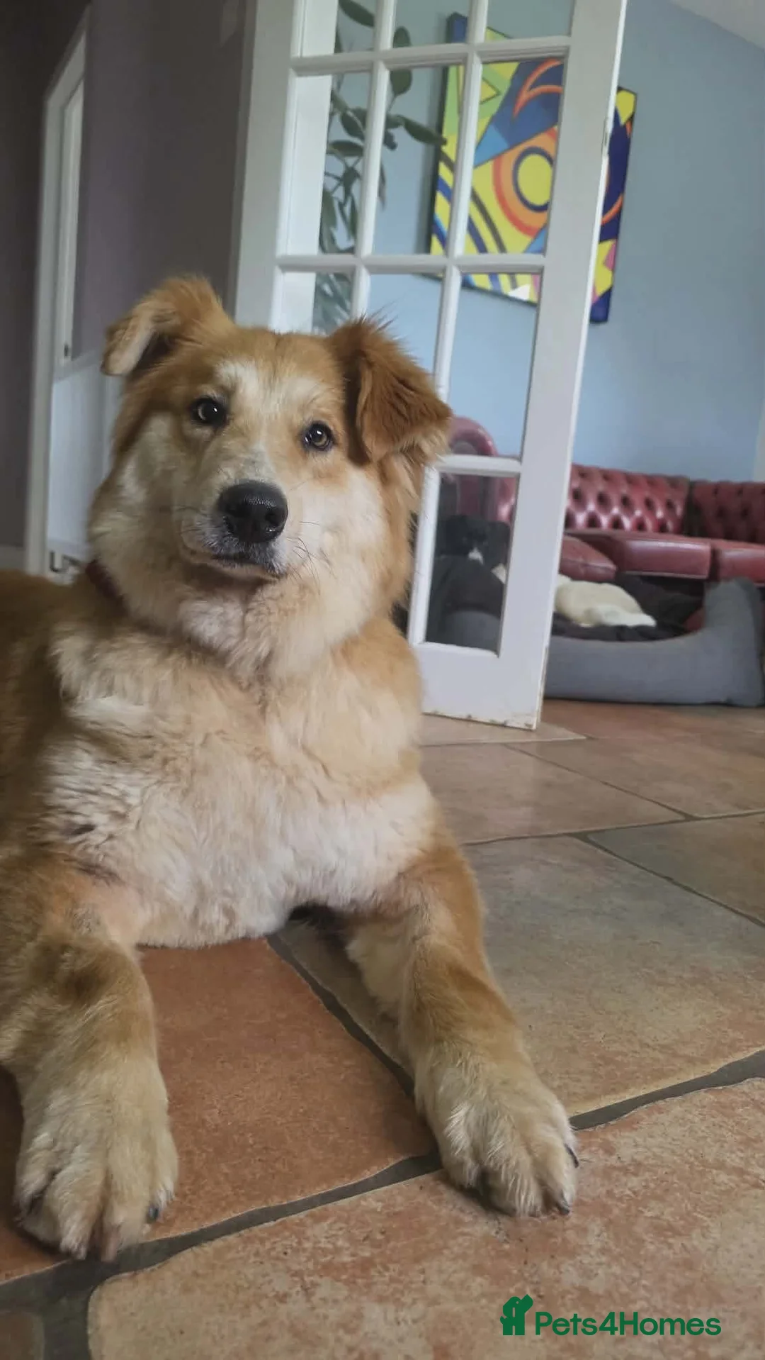 Mixed Breed dogs for adoption: Charlotte - Smiley, Playful and Cheeky in Worcester - Advert 3