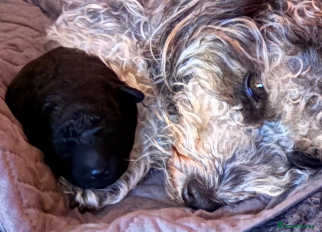 Jackapoo dogs 🐾 Beautiful F1B Jackapoo Boy – Home Reared - Advert 2