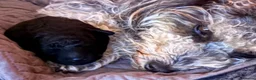 Jackapoo dogs for sale: 🐾 Beautiful F1B Jackapoo Boy – Home Reared - Advert 1