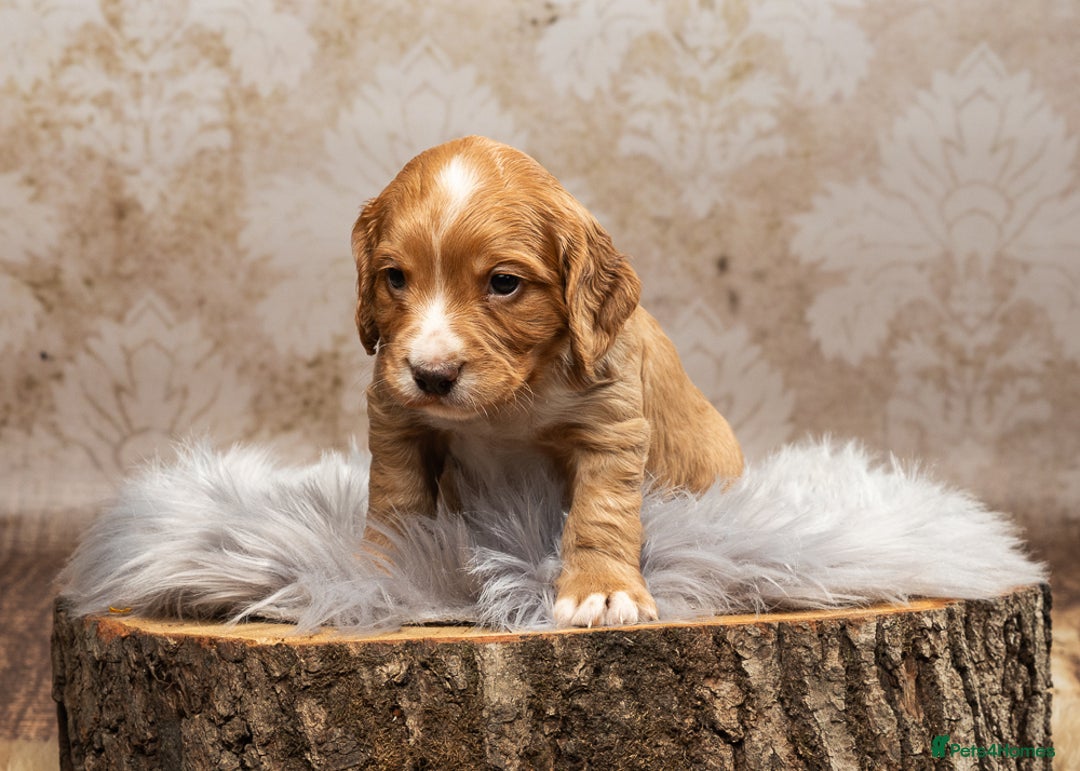 Cocker Spaniel dogs for sale: Last pup Working Cocker Spaniel Puppies! 🐶 in Chatteris - Image 3