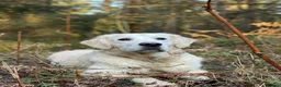 Golden Retriever dogs for sale: KC Golden Retrievers - Now taking reservations  in Barnsley - Advert 18