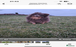 Pomapoo dogs for sale: Stunning pomapoo - Image 8