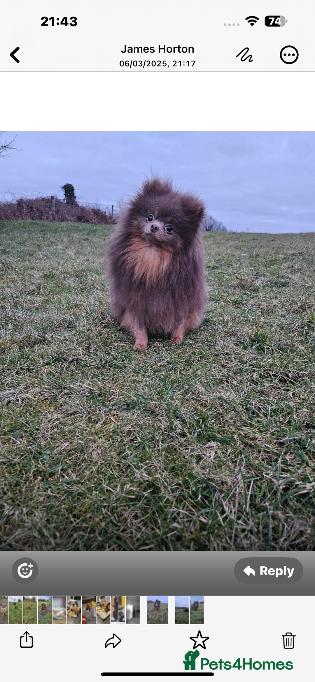 Pomapoo dogs for sale: Stunning pomapoo - Image 8