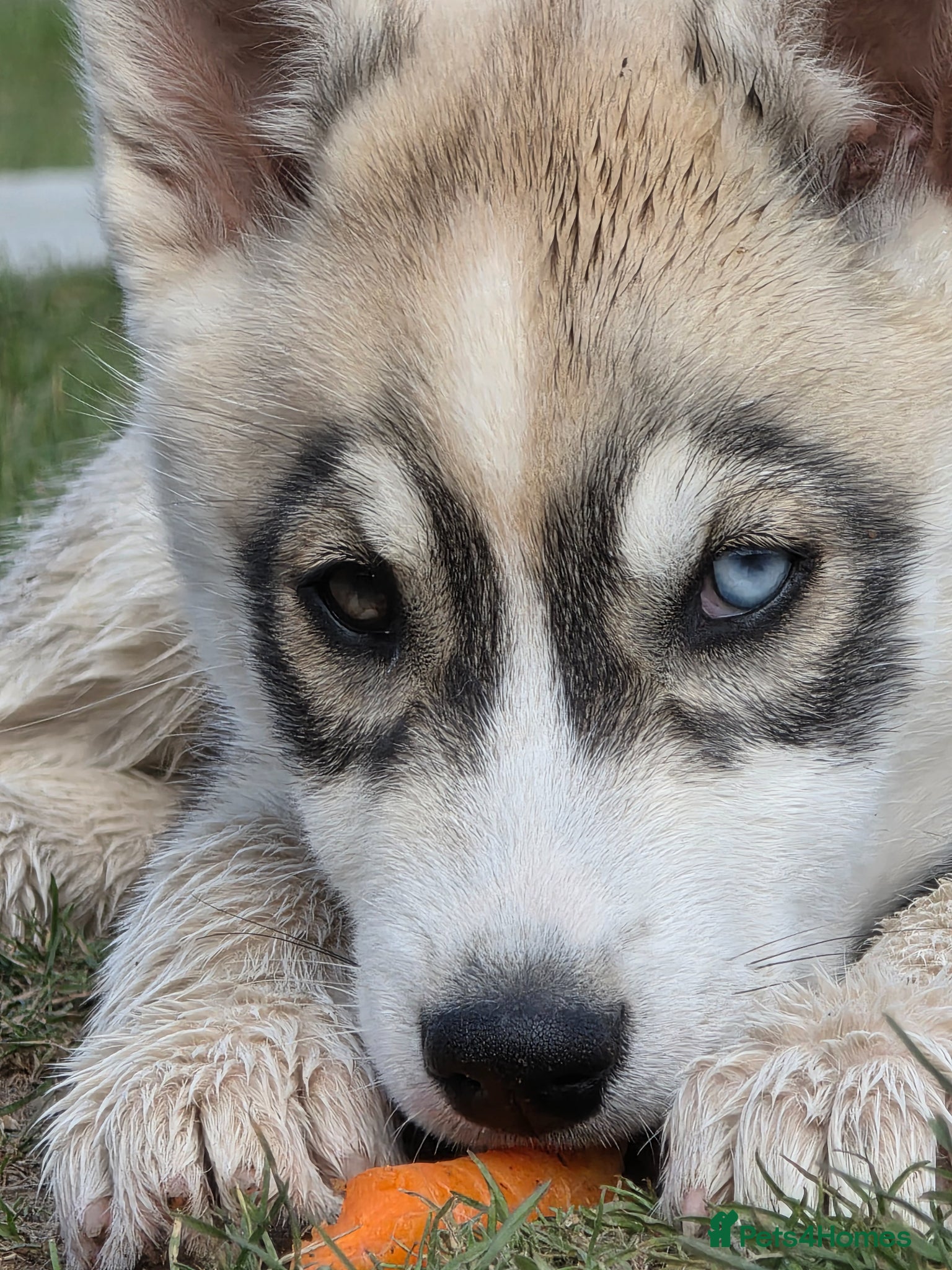 Siberian Husky dogs Pure Siberian Huskie pups - Advert 1
