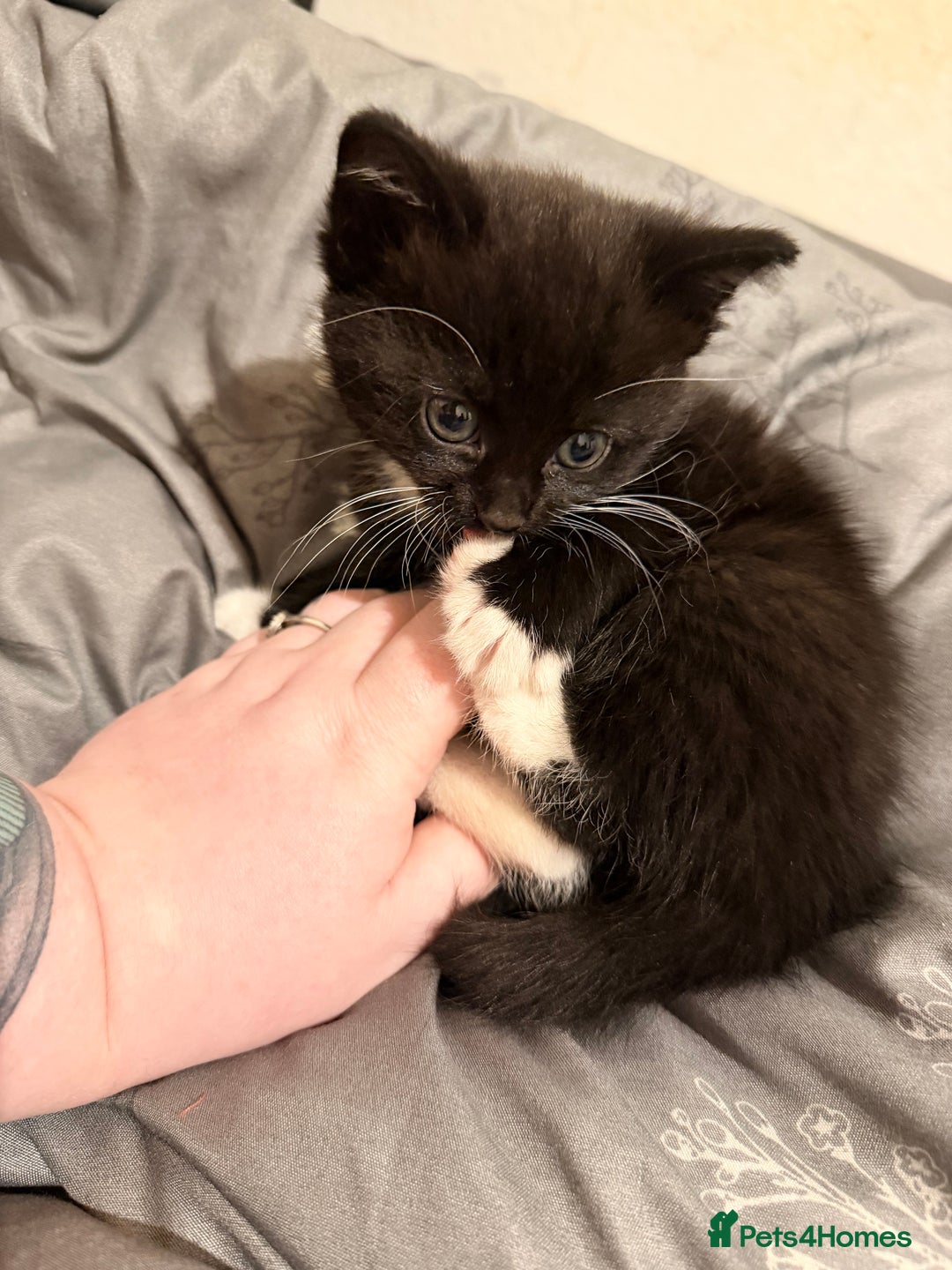 Mixed Breed cats for sale: Kittens for sale and ready for new homes - Advert 3