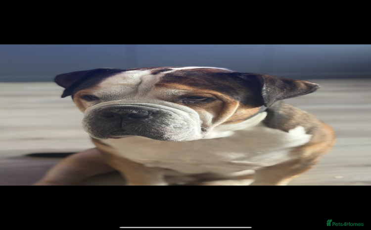 American Bulldog dogs - Advert 1