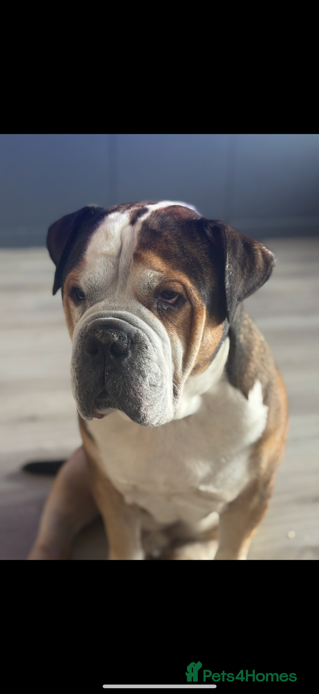 American Bulldog dogs for sale: american bulldog - Image 1