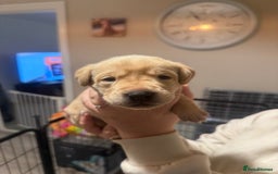 Labrador Retriever dogs for sale: Labrador puppies  - Image 10