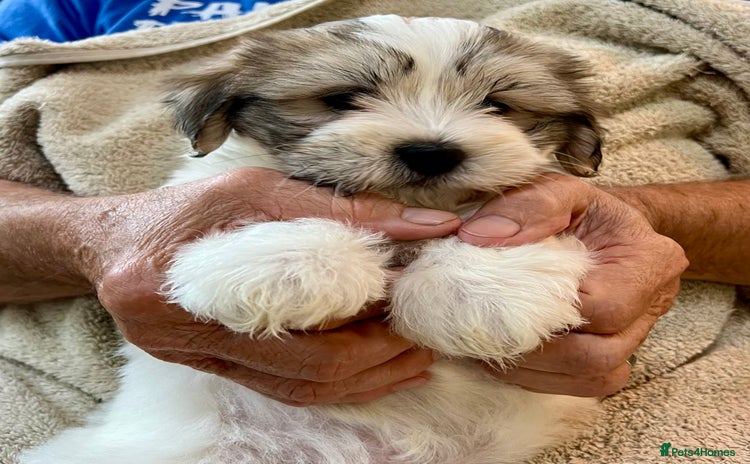 Coton De Tulear dogs - Advert 1