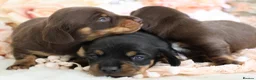 Miniature Dachshund dogs for sale: KC Miniature Dachshund Puppies - Advert 8