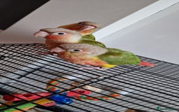Conures birds for sale: Beautiful fully hand reared conure baby's  - Image 11