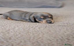 Miniature Dachshund dogs for sale: Miniature Dachshund Puppies For Sale  - Advert 22