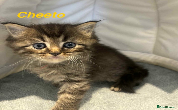 Persian cats - Advert 2