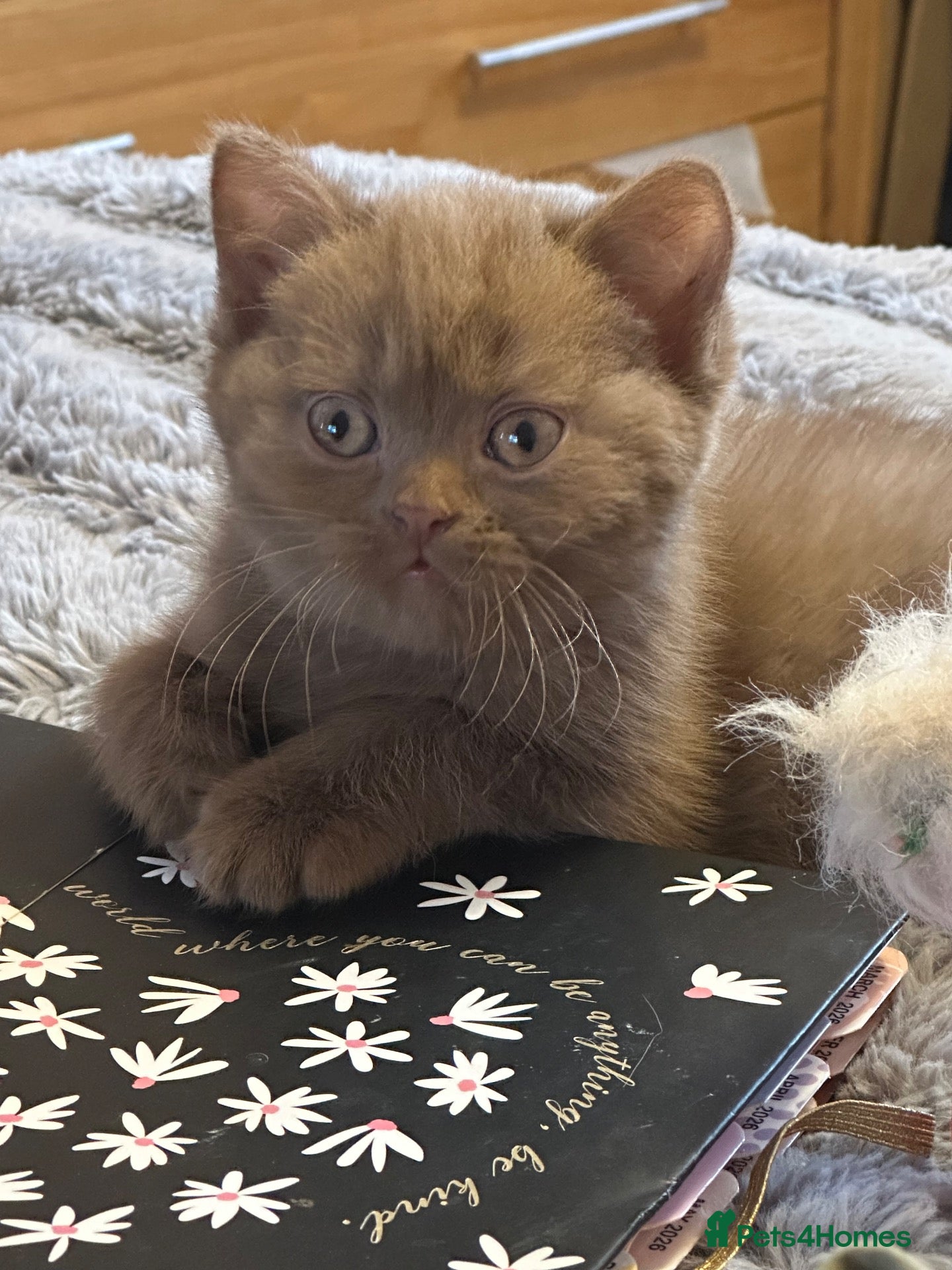 British Shorthair cats Champion British shorthair kittens very rare  - Advert 4