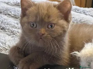 British Shorthair cats Champion British shorthair kittens very rare - Advert 4