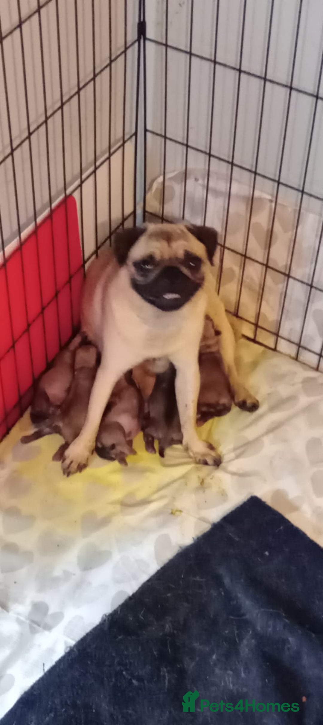 Pug dogs for stud: Casper - Image 17