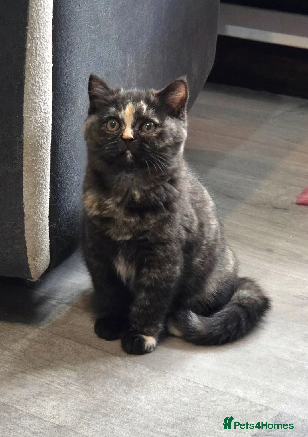 British Shorthair cats for sale: Ready now, Beautiful Black Tortilla Lady 🖤🧡  - Advert 2