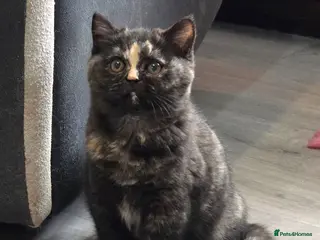 British Shorthair cats Ready now, Beautiful Black Tortie Lady 🖤🧡 - Advert 1