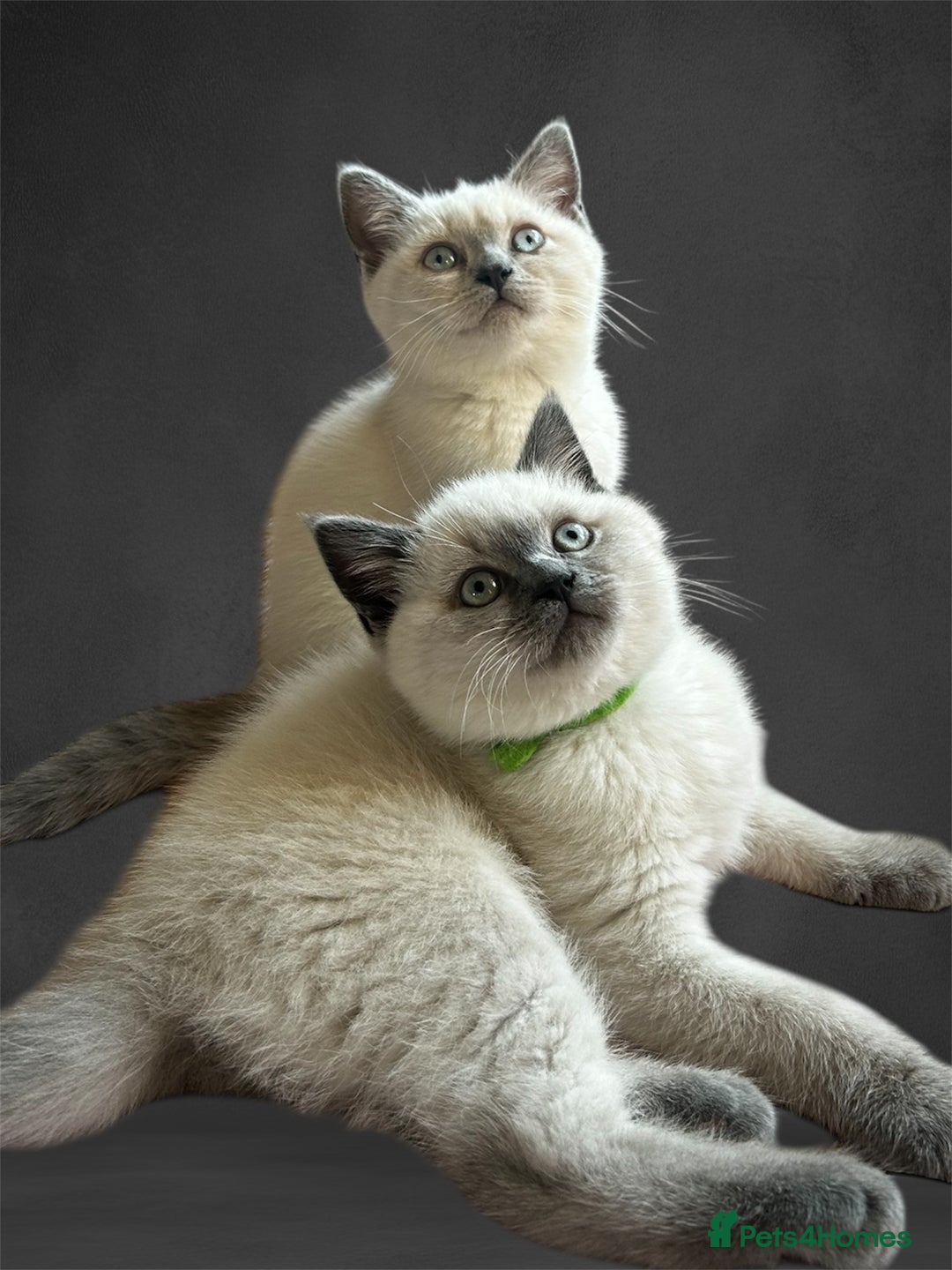 Siamese Cat Types Of Oriental Cats Short Hair Oriental Cat Breeds