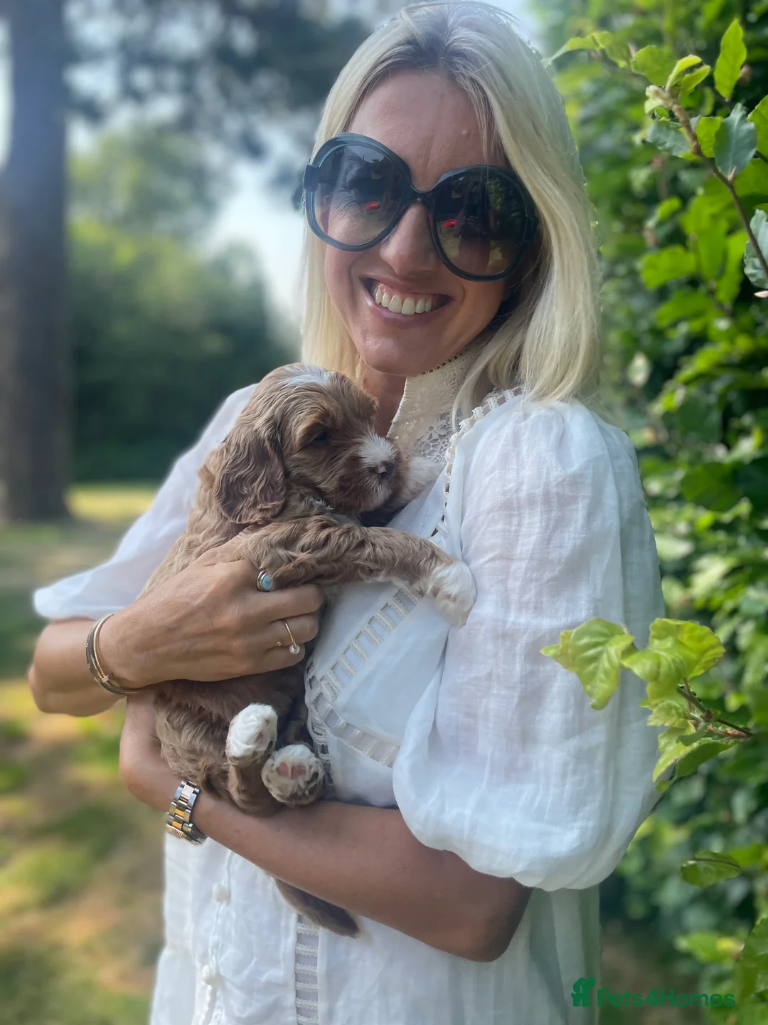 Australian Labradoodle dogs for sale: WAITING LIST Australian Labradoodles - RED & TUX  - Advert 18